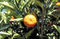 Mandarin, Tangerine, Unshu orange, Satsuma Orange,Temple Orange, Tangerine
